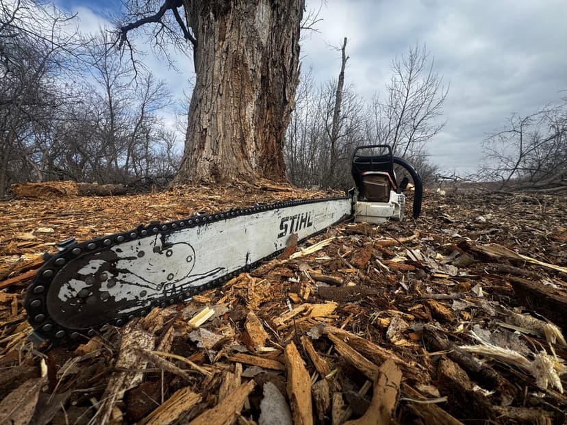 Stihl chainsaw resting on wood chips near a large, bare tree trunk.