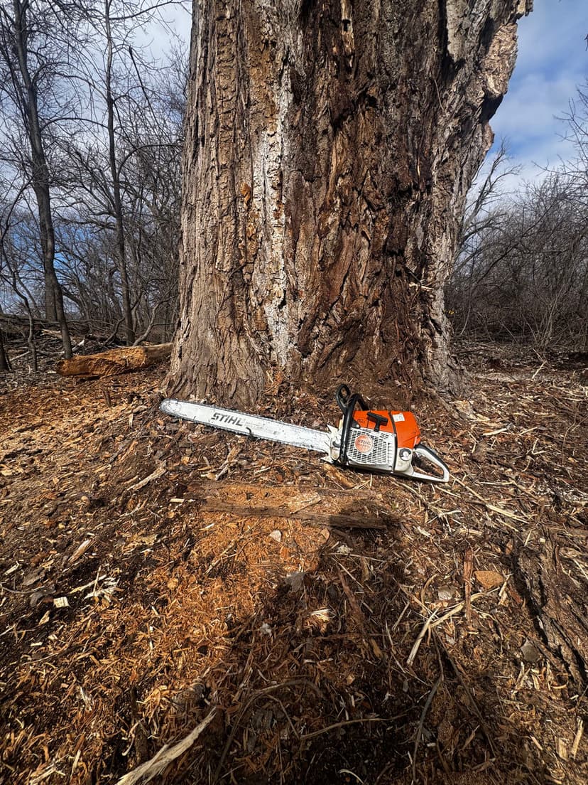 Stihl chainsaw at the base of a large tree with wood chips scattered nearby.
